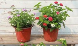 郑州吃瓜爆料视频最新一期,最新一期揭秘惊人内幕